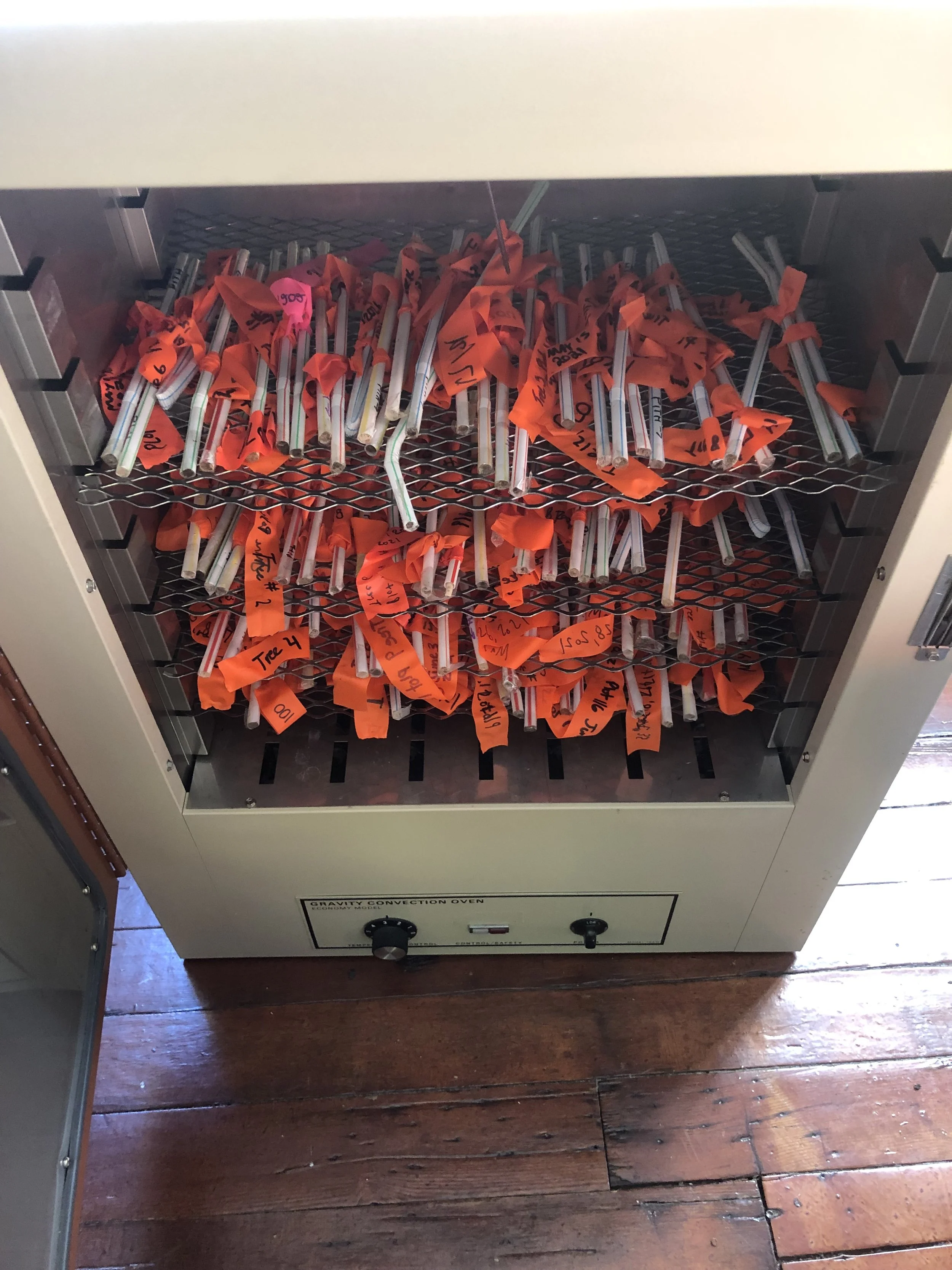 Tree cores in our baking oven.