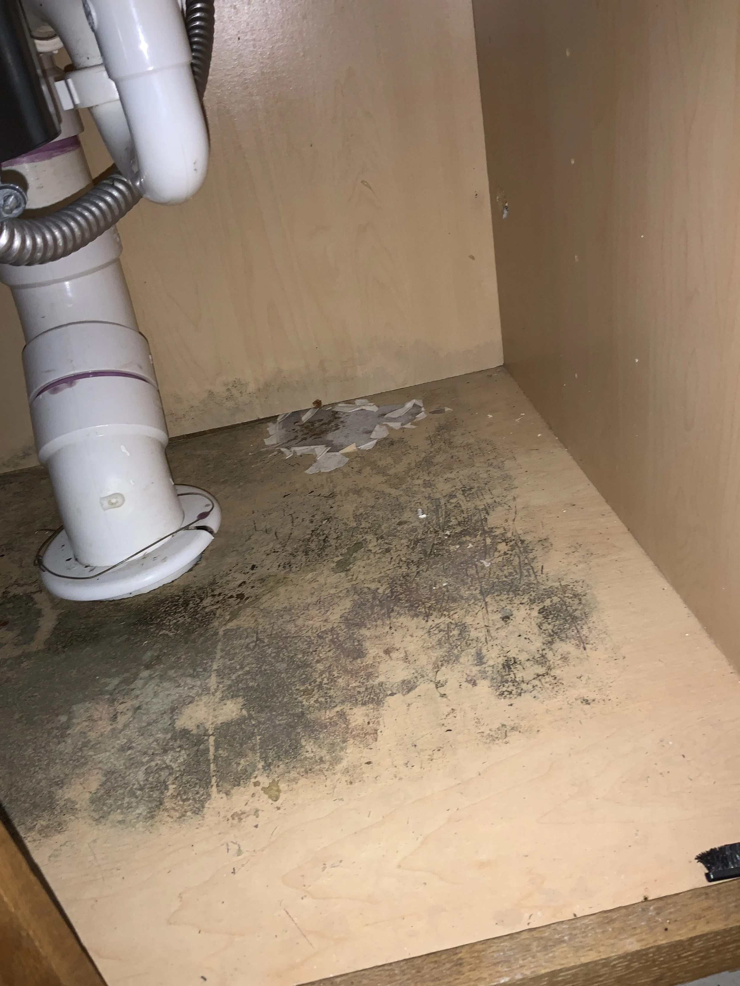 Mold growth found on kitchen cabinets during a mold inspection in deltona, by a florida mold testing technician