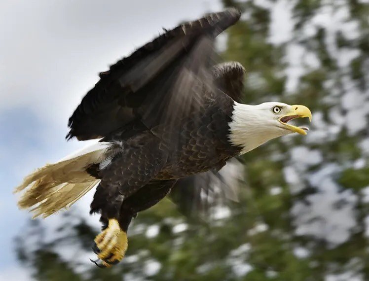 The state of Florida is home to approximately 1,500 pairs of bald eagles. More than any other state combined! Lakes, rivers, and coastal systems are the most common habitats. 

DDT (Dichloro-Diphenyl-Trichloroethane) pesticides were banned by the Env