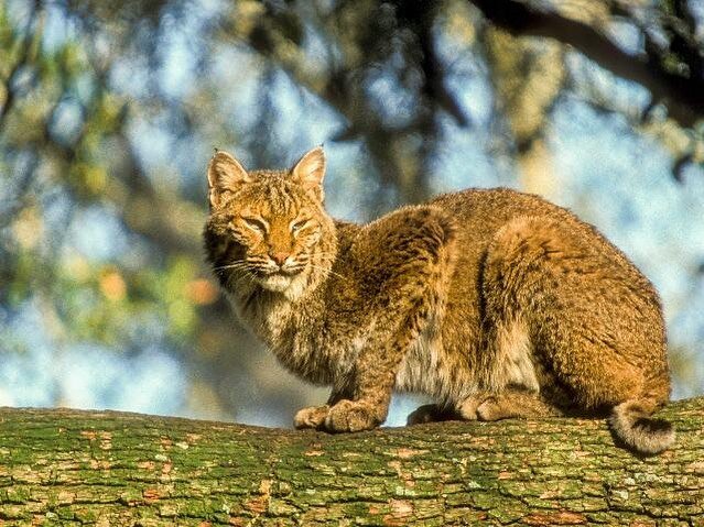 Bobcats are one of Florida's two native cats. They can run up to 30 miles and can be found throughout our state. Commonly found in deep forest, swamps, and hammock land. 🌳 

Bobcats breed in Florida from August to March. Female bobcats begin breedin