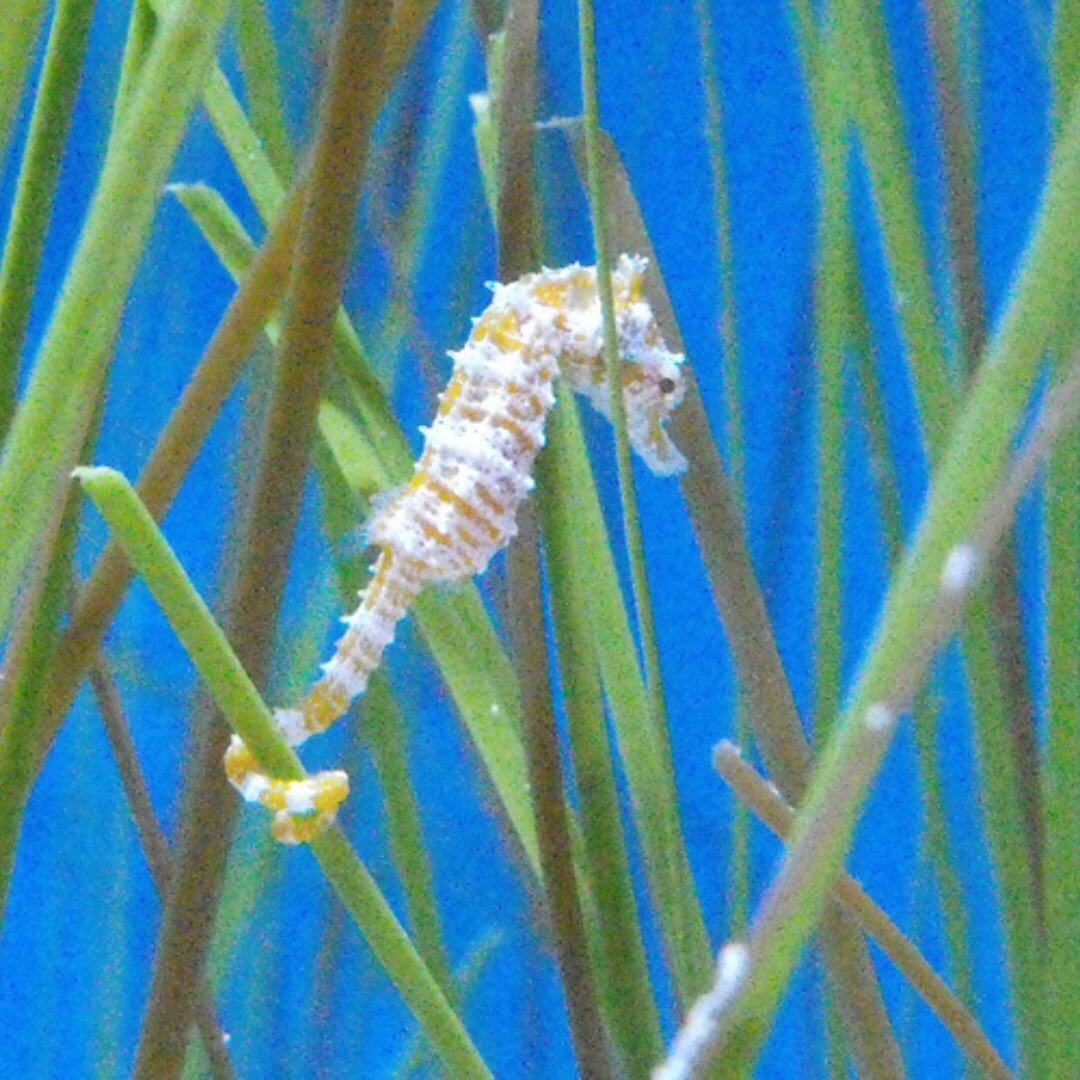 The Value of the Seagrass Ecosystem

Seagrass ecosystems are important to the ocean because they provide food, shelter, and nursery grounds for the commercial, recreational, and invertebrate species that dwell in the sea grass community. 

Seahorses 