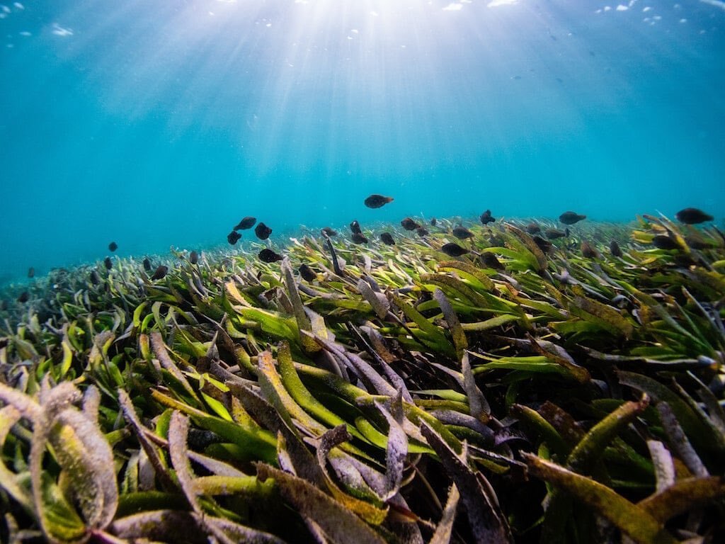 As we continue to produce our grant winners film, we want to share with you facts about sea grass and threats that are present 

Facts: 

1. Sea grass is an ecosystem engineer

2. Seven species of sea grass are found in FL marine waters 

3. Provides