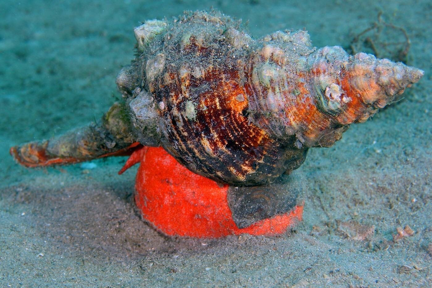 Florida&rsquo;s official state shell is the horse conch (Pleuroploca gigantea), since 1969! 🐚 🐌 

The horse conch is a very large saltwater snail and its shell can grow up to 2 feet in length. This is the largest snail living in North America and s