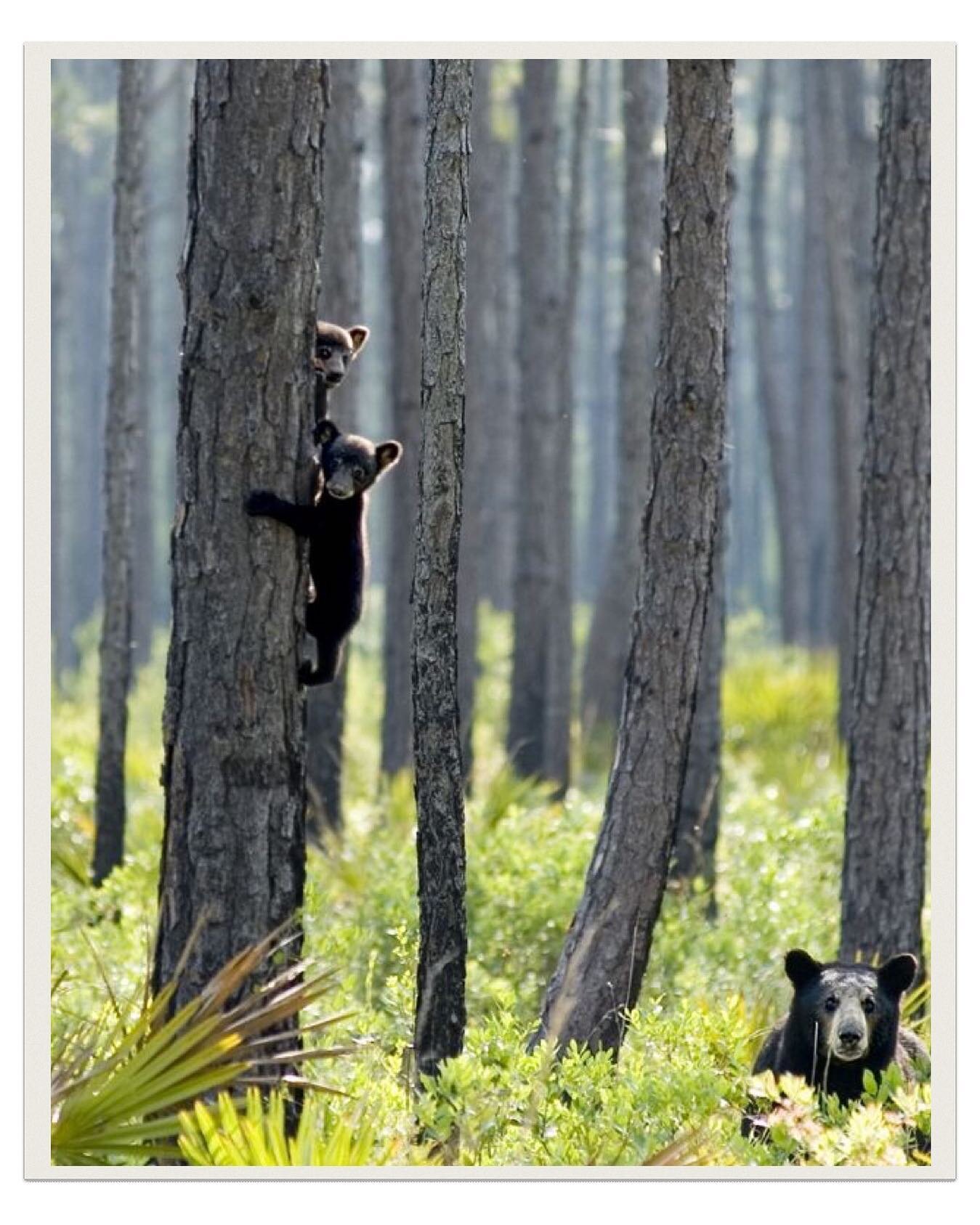 Here are some facts for you to know about the black bear 🐻 

The Florida black bear is the only bear that can be found in FL. Listed as one of 16 sub species of the American black bear they tend to live in every type of habitat, found in Florida. 

