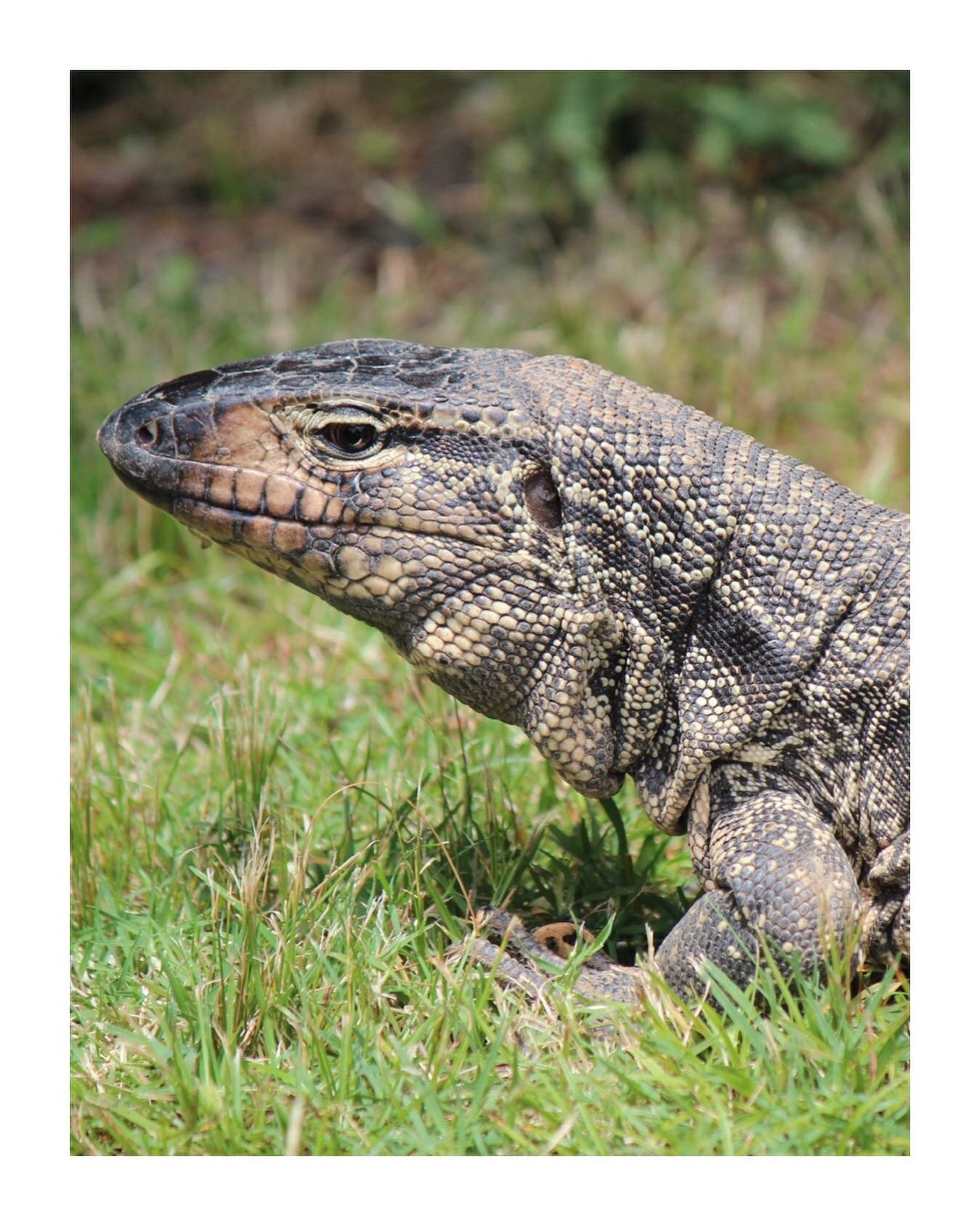 Have you ever come across an Argentine Black and White Tegu? 

The Argentine black and white tegus are an invasive species in Florida. Tegus are both dangerous and invasive to wildlife.Here's what you need to know about tegus. 

1. They are not prote