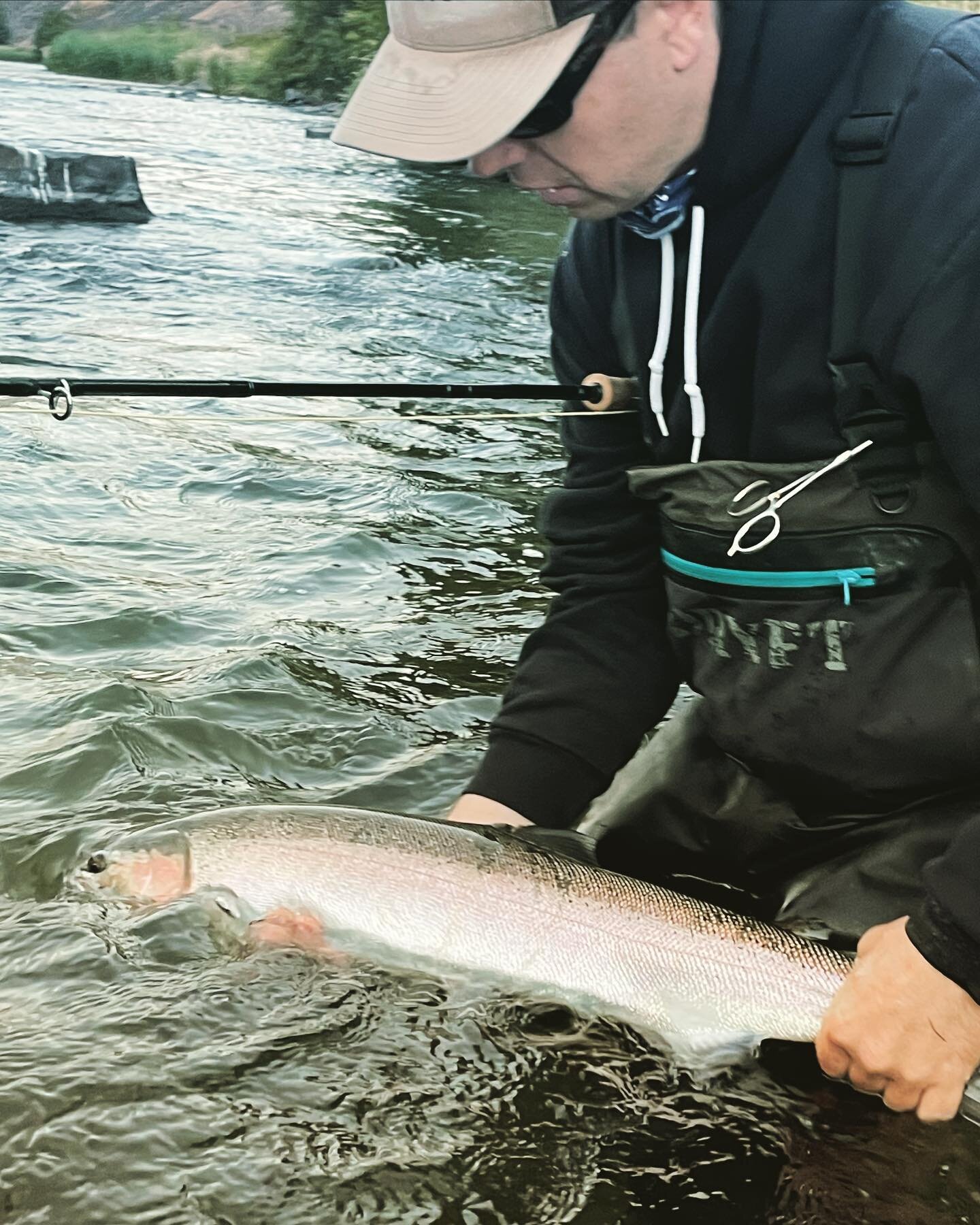 Counting down the days till Deschutes Steelhead season starts. Fingers crossed 🤞 for an extended season. I offer both day and multi day steelhead trips. Contact me to book. Officially opens August 15th! 

#Steelhead #swingingflies #lowerseschutes