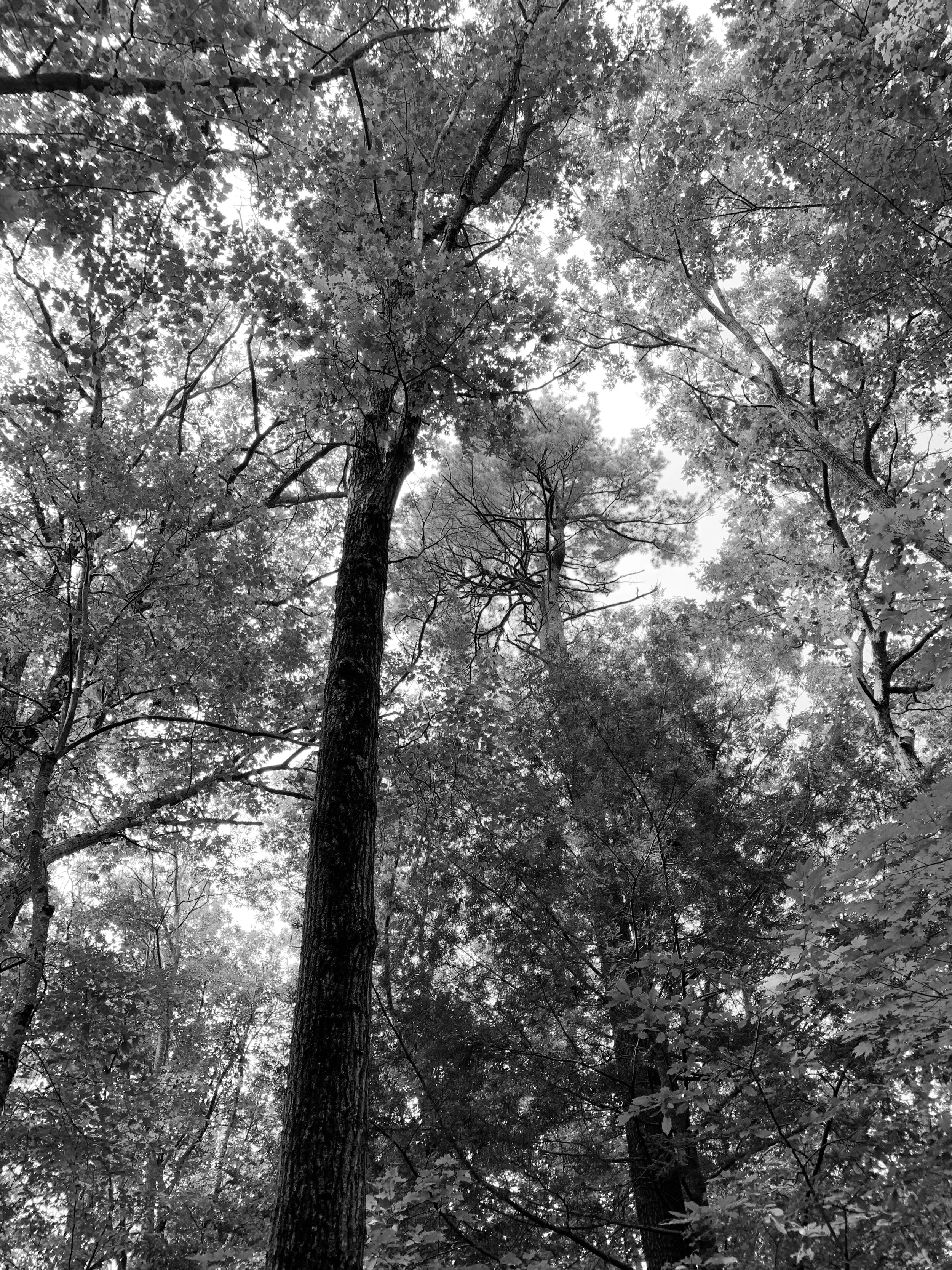 Forest of Sleeping Beauty