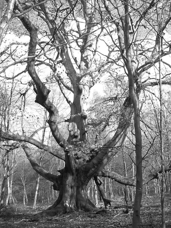Savernake Forest