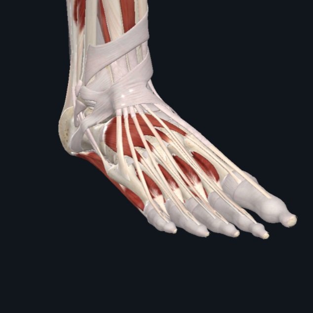 Joint Class: Foot
