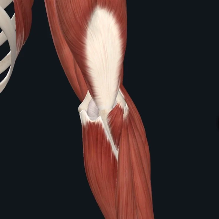 Joint Class: Elbow