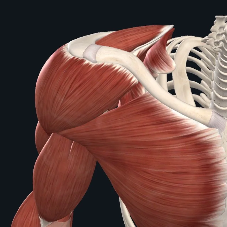 Joint Class: Shoulder