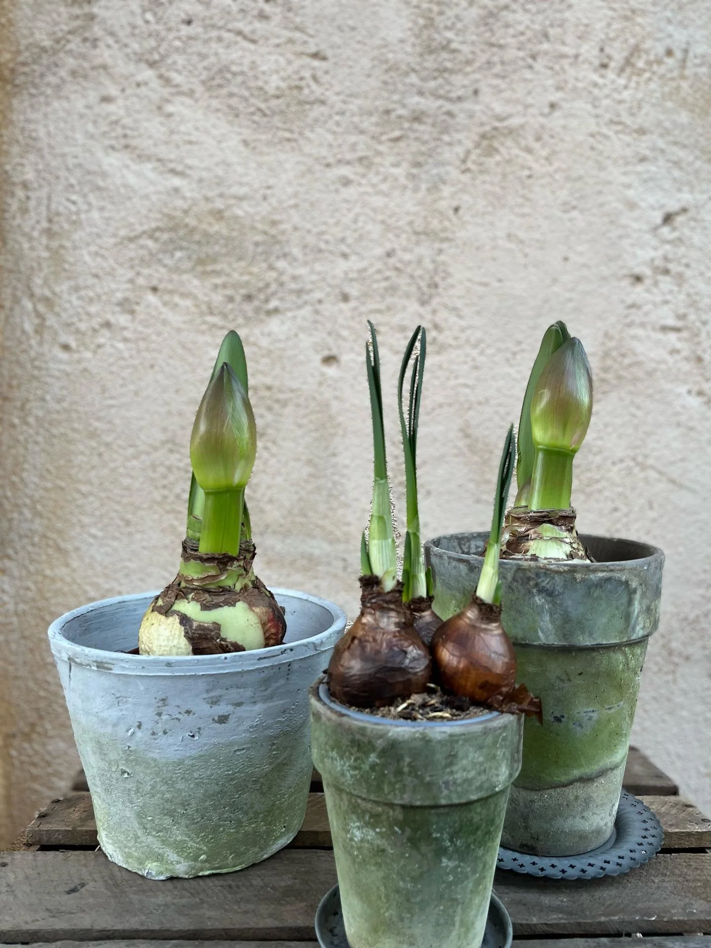 K&auml;ra Kunder! 🤎❄️💚 

Nu har vi en h&auml;rlig tid framf&ouml;r oss med underbara l&ouml;kv&auml;xter och vackra snittblommor. 💚🥀 Varmt v&auml;lkomna f&ouml;rbi oss i helgen! Vi har &ouml;ppet som vanligt fredag kl.12-18 och l&ouml;rdag kl.11-