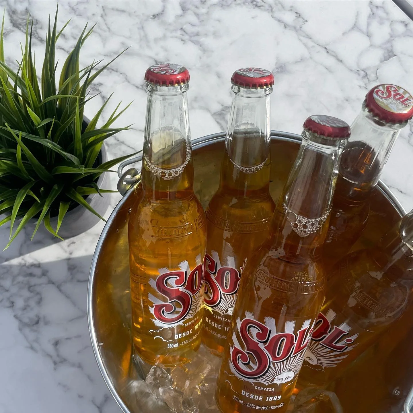 Four bottles of Sol beer in an ice bucket next to a potted plant on a marble surface.