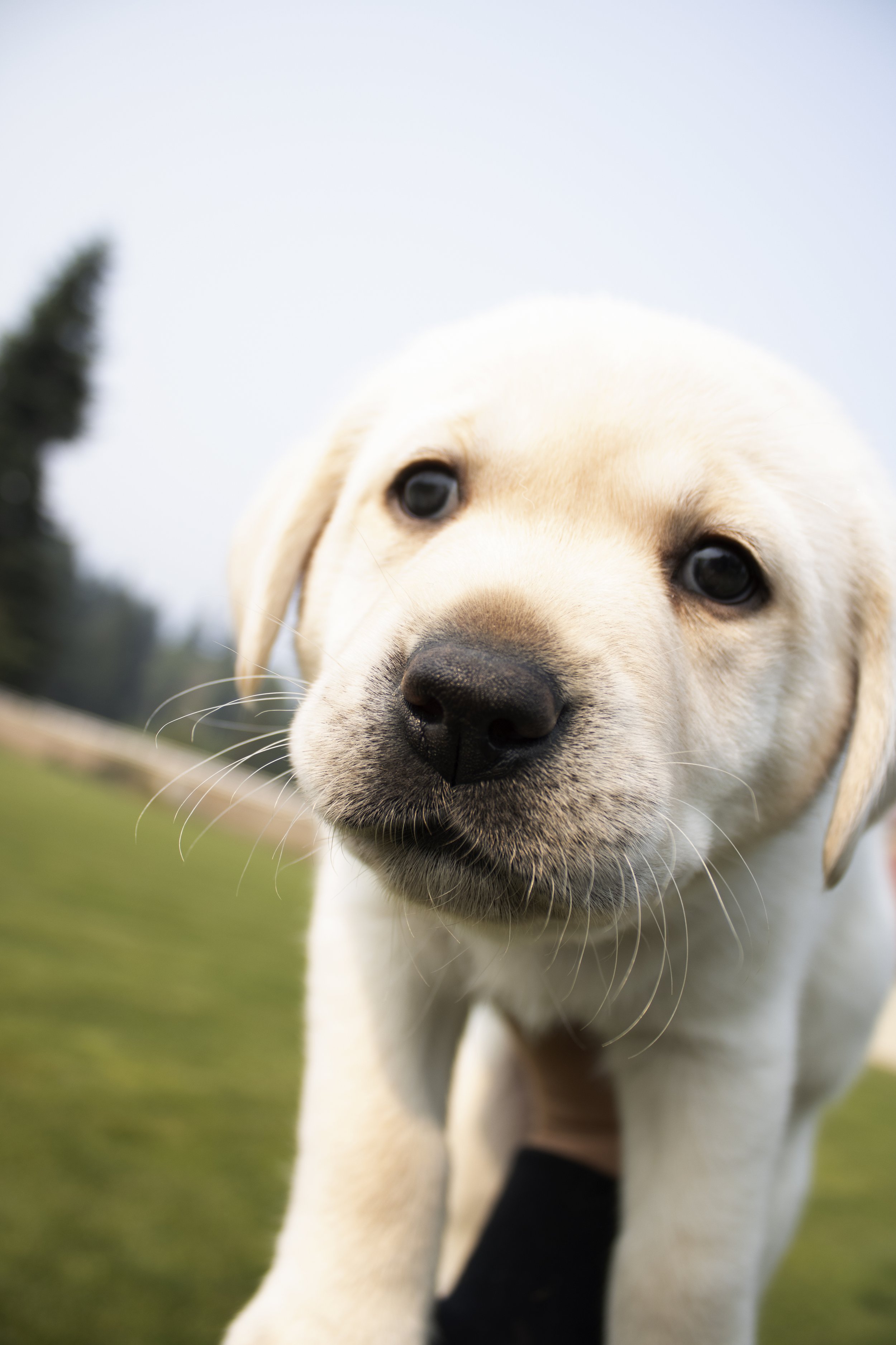 CAT - Yellow Lab Boy