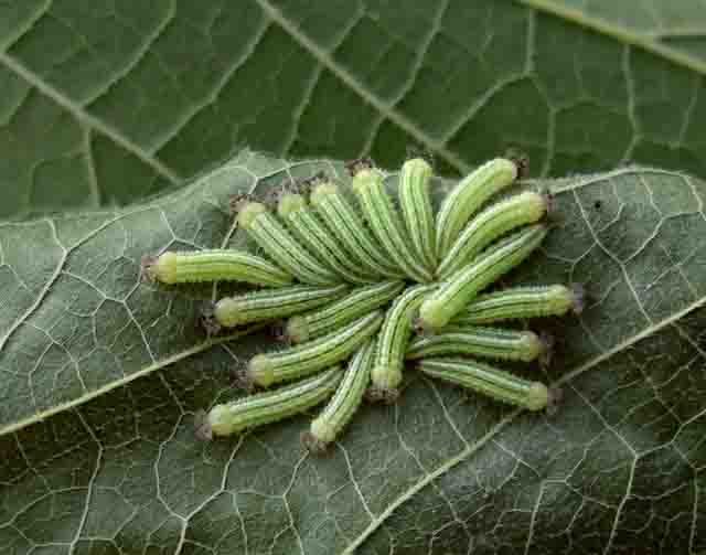 Tawny Emperor Caterpillers - Val Bugh
