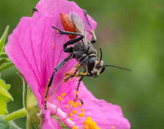 Digger Wasp - Linda Crabtree