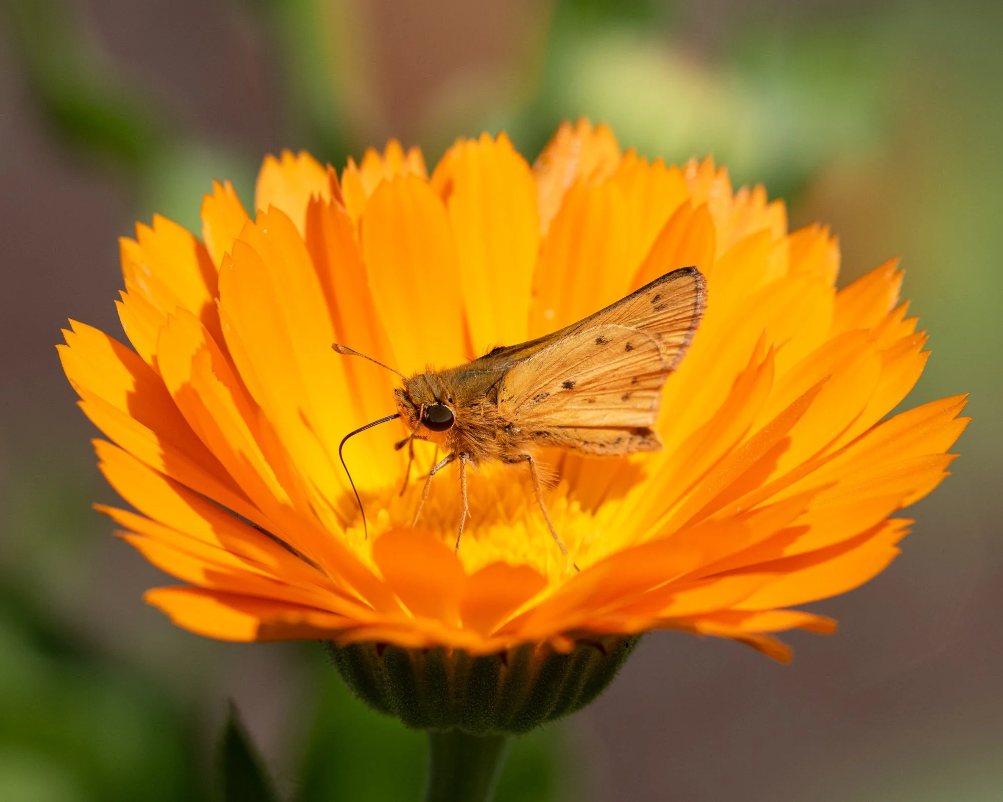 Fiery Skipper