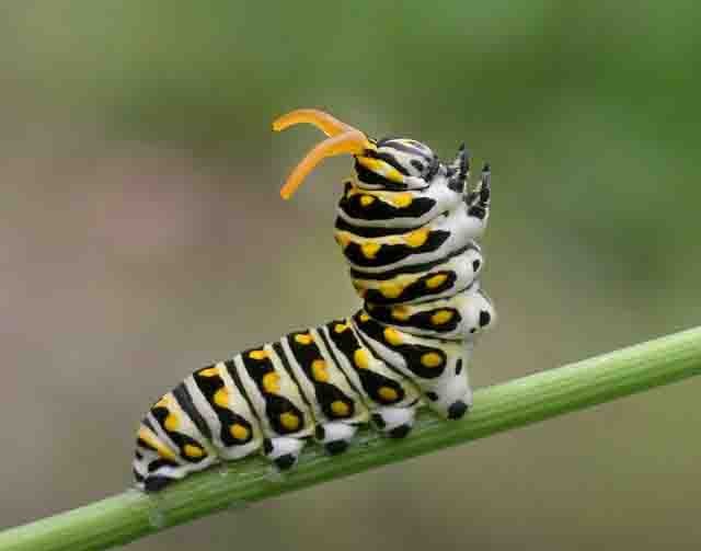 Black Swallowtail Caterpillar - Val Bugh