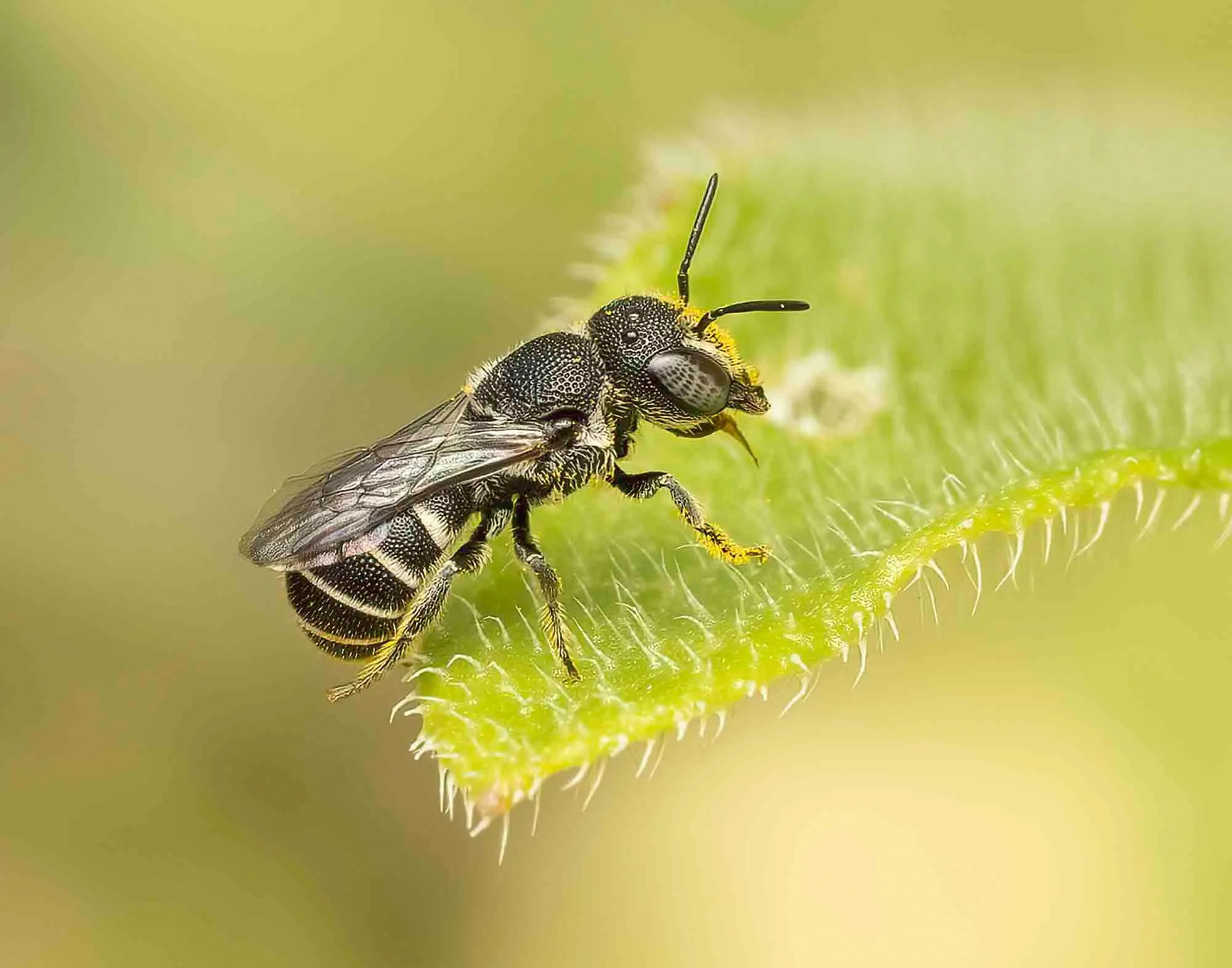 Resin Bee - Linda Crabtree