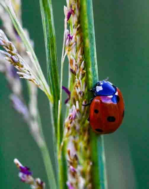 Seven Spot Lady Beetle - Cydney Wehner