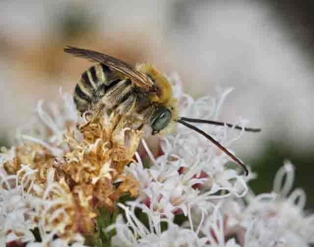 Long-horned Bee - Julie Shaw