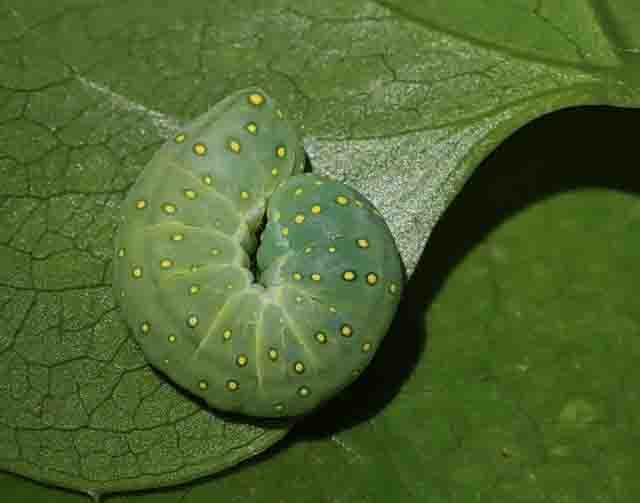 Spotted Phosphila - Julie Shaw