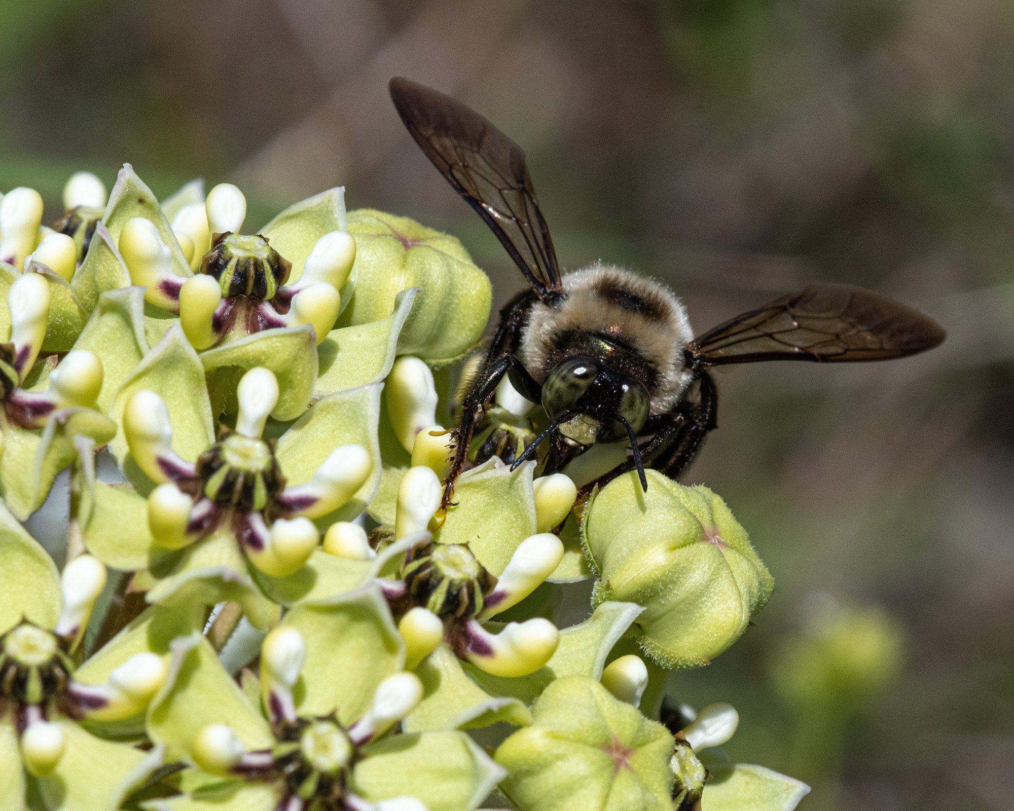 Carpenter Bee