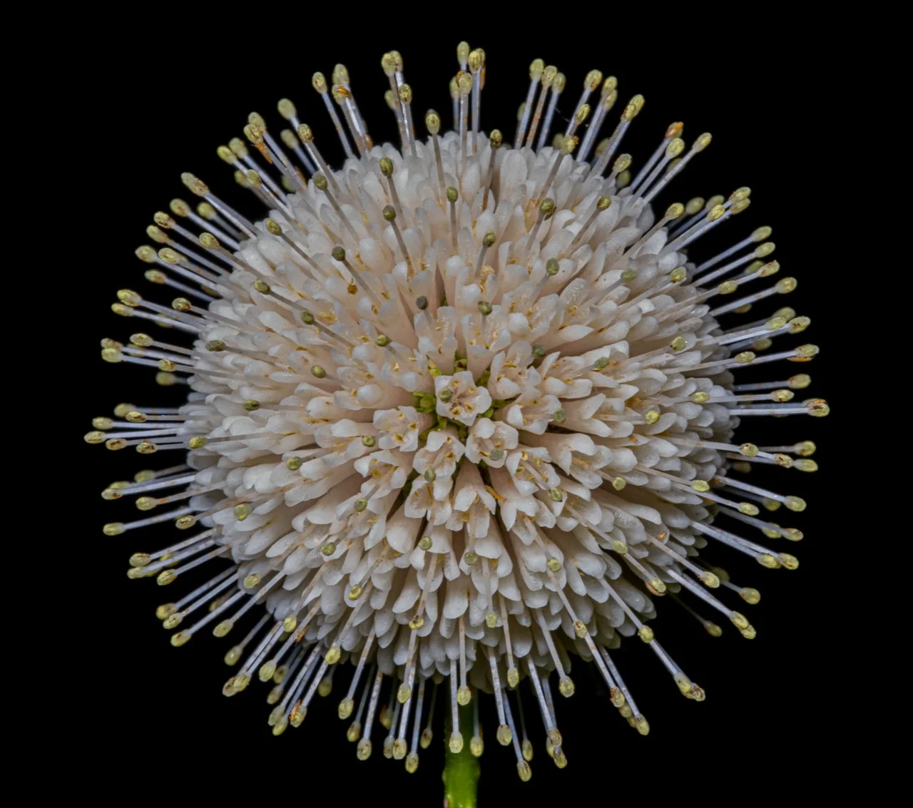 Buttonbush