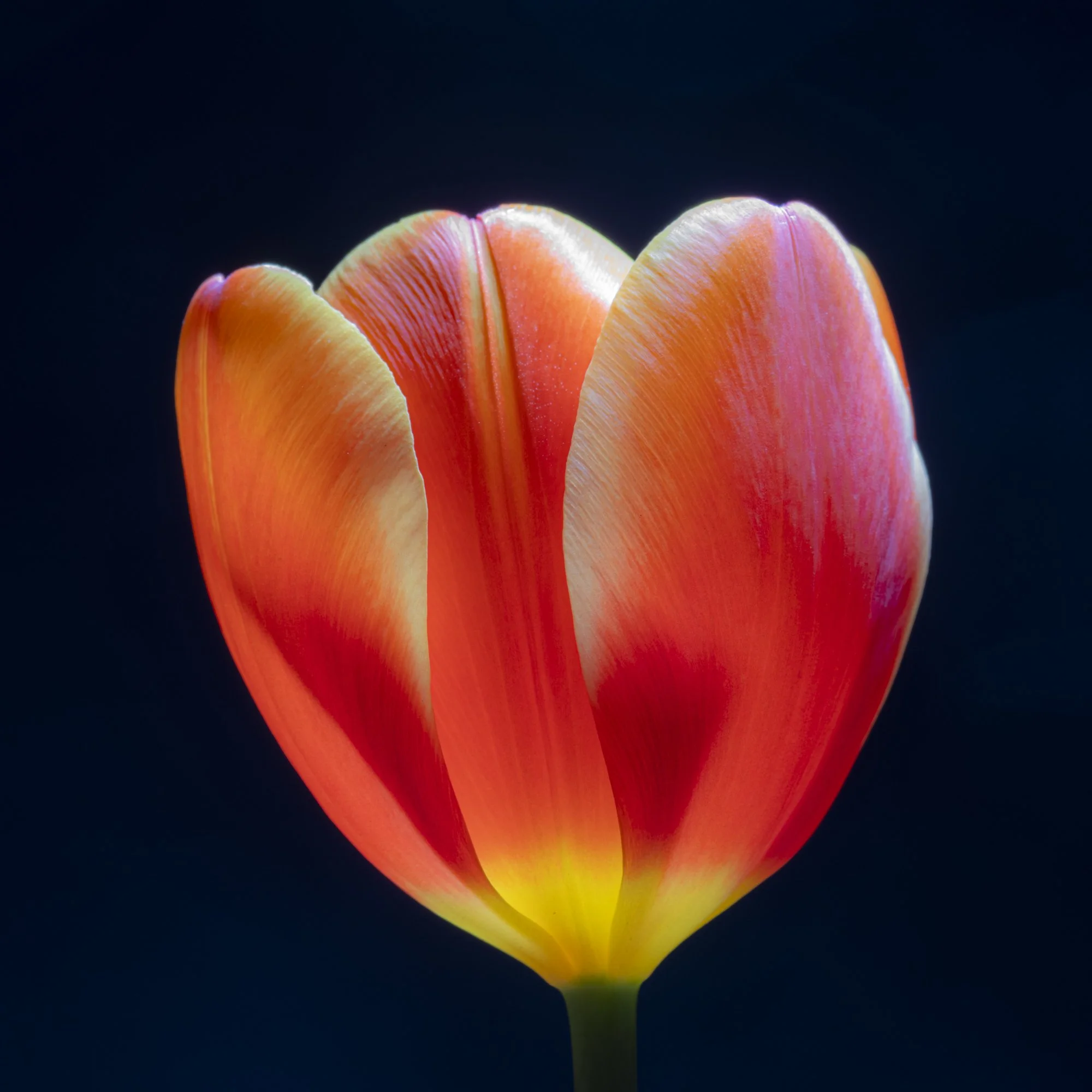 Tulip (David Cook)