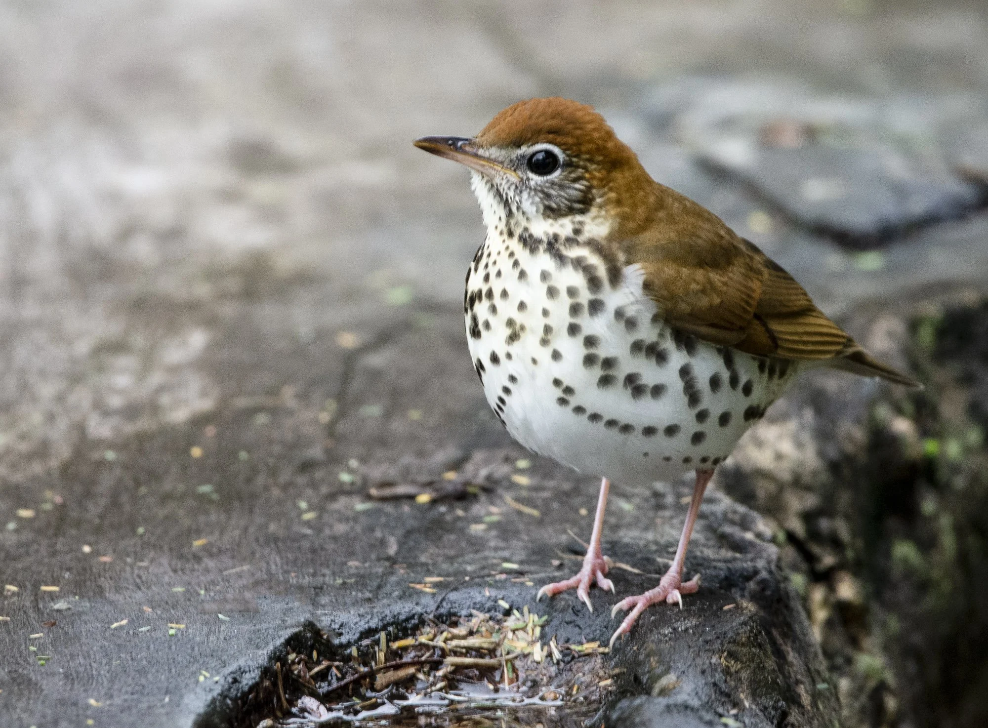 Thrush, Wood (David Cook)
