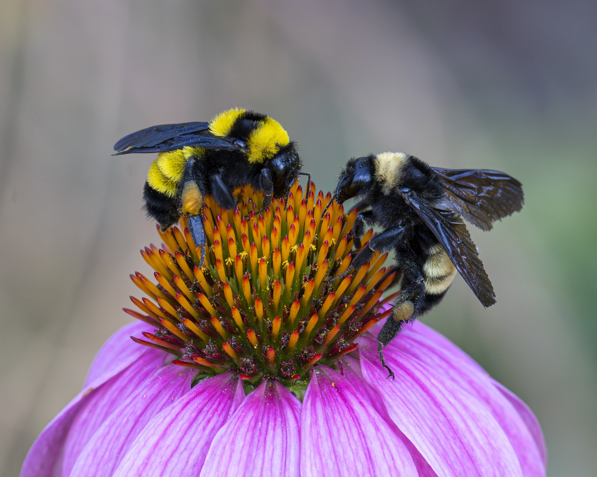 Bumblebees (Sonoran left, American right)
