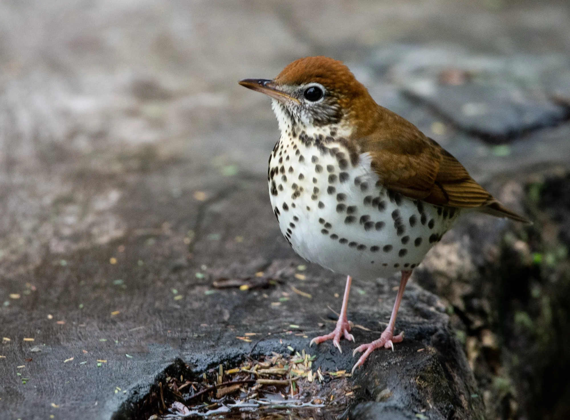 Thrush (David Cook)