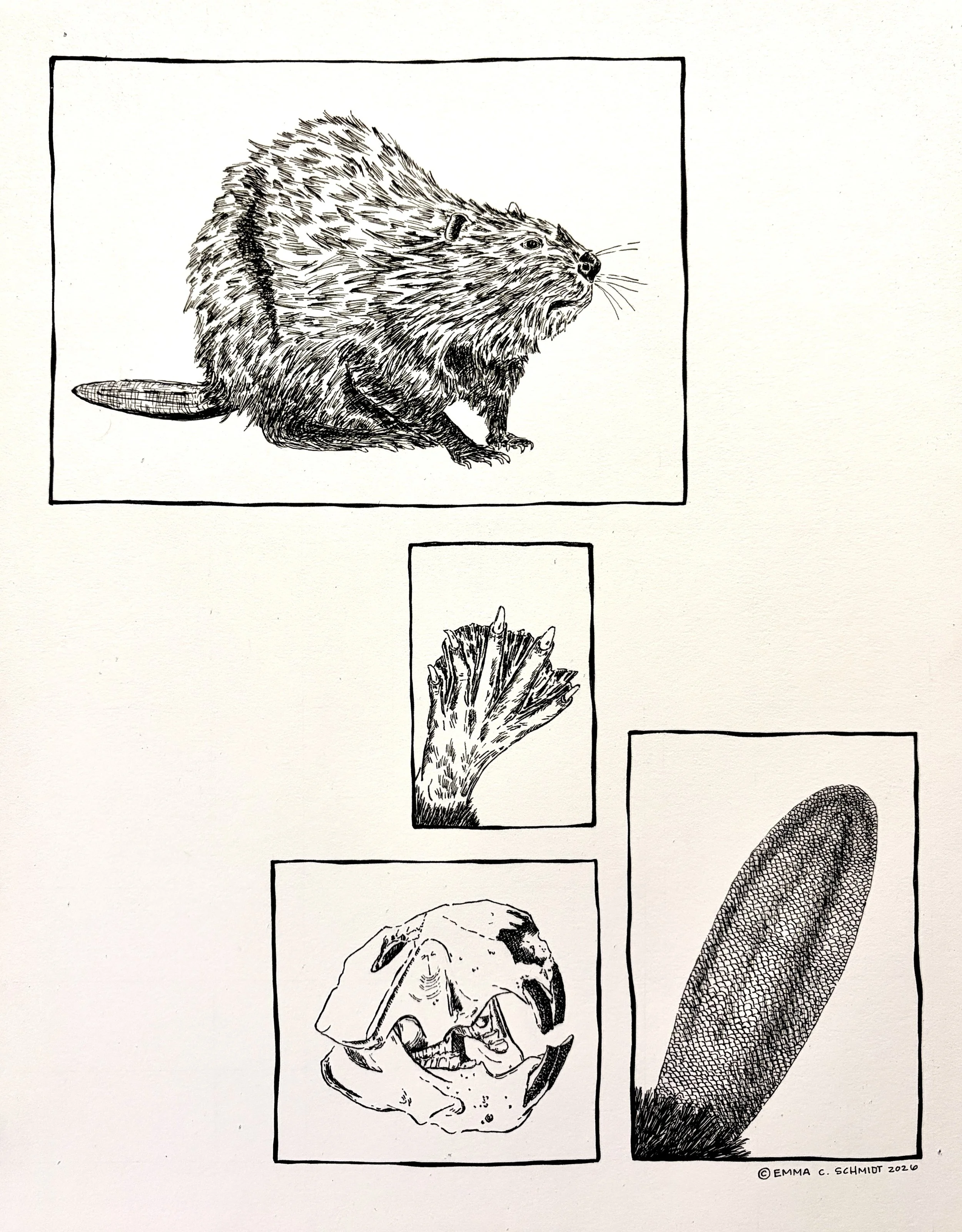 Beaver (Emma Schmidt)