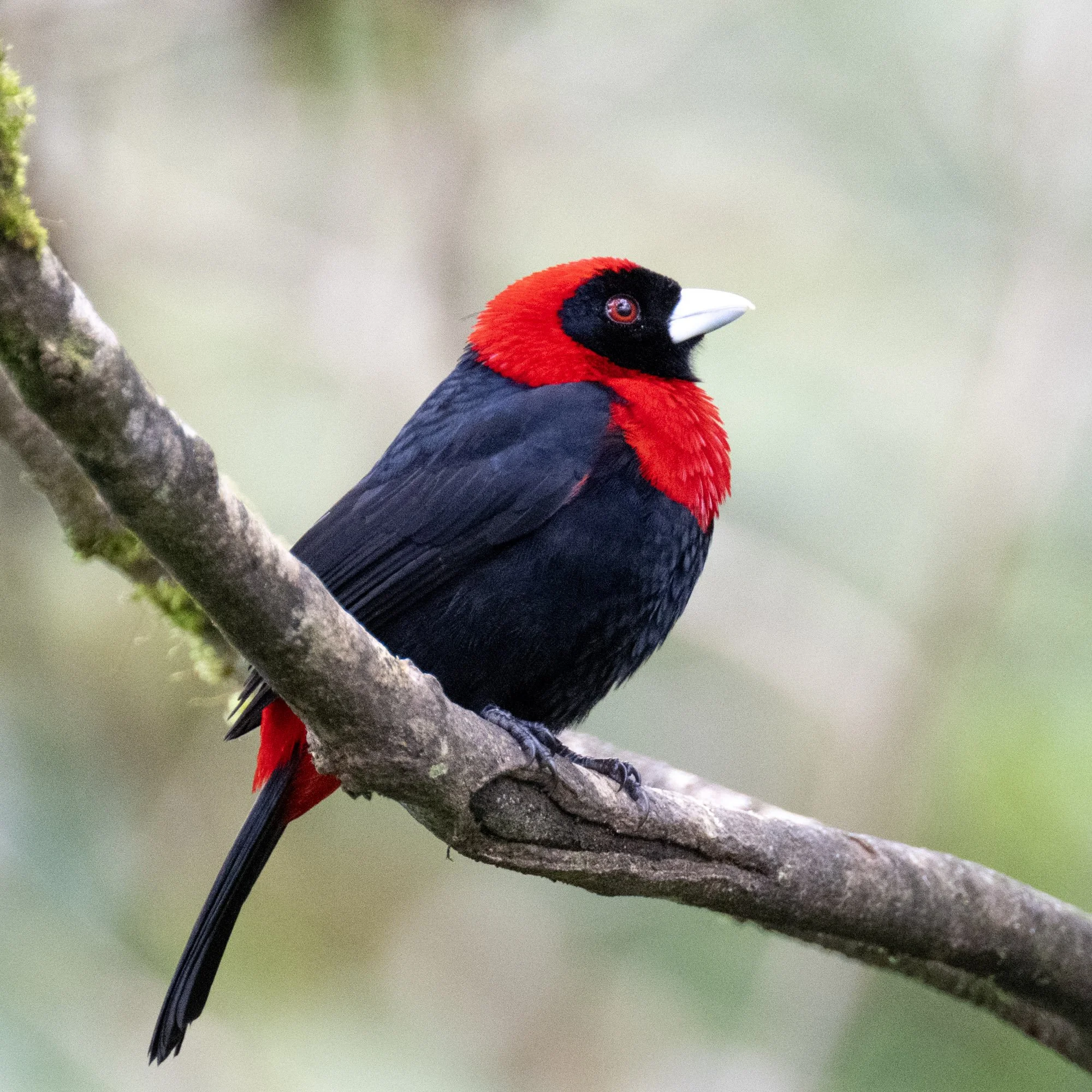 Scarlet-headed Tanager