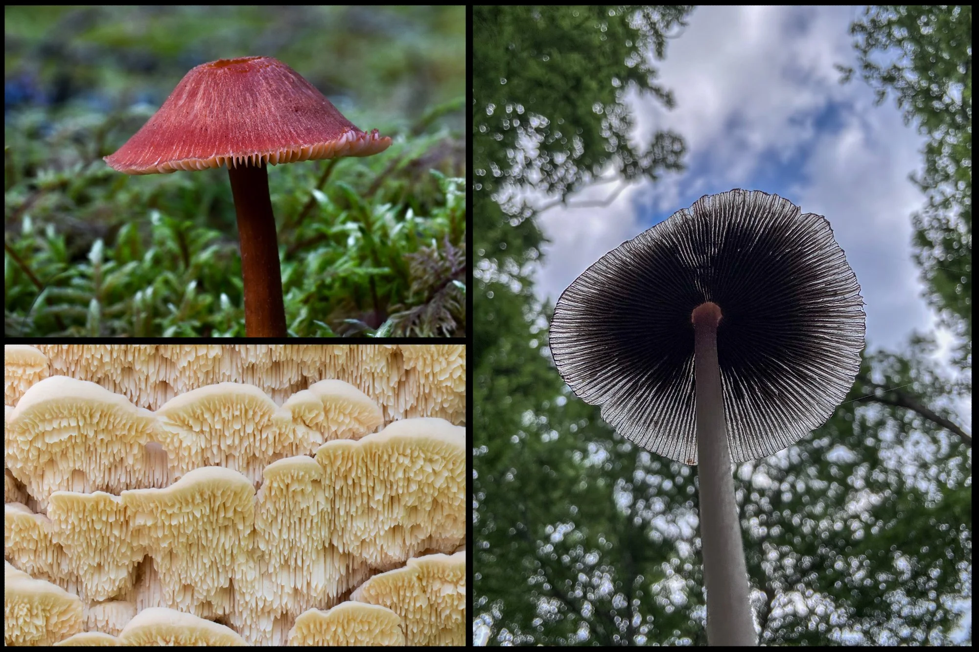 Fungus (David Cook)