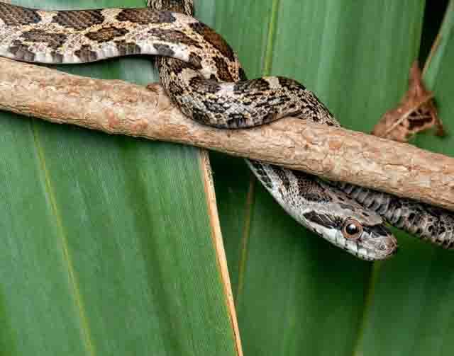Juvenile Texas Rat Snake - Mika Geiger