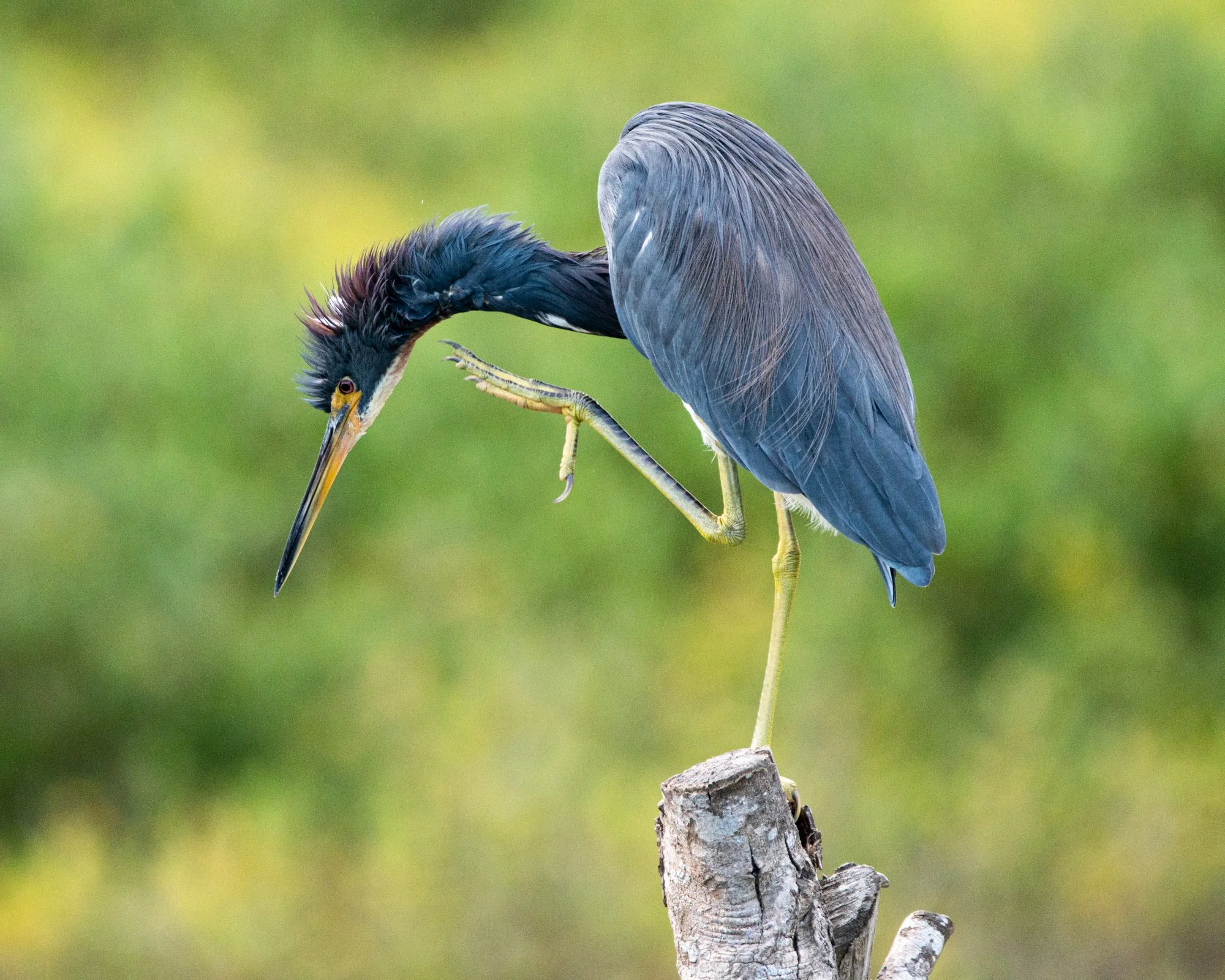 Heron (David Cook)