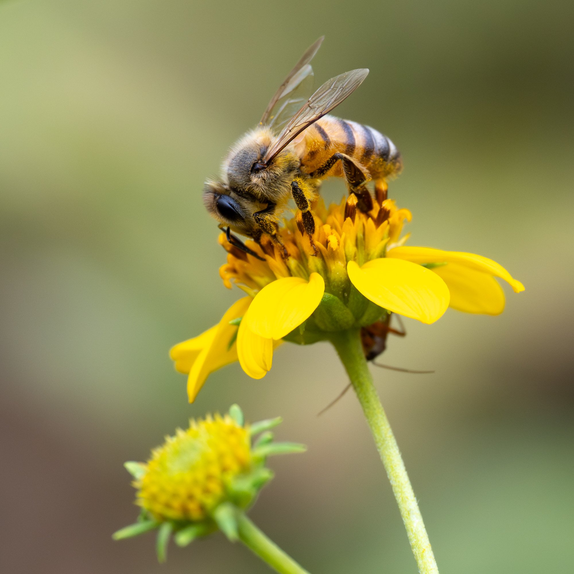 Western  Honeybee