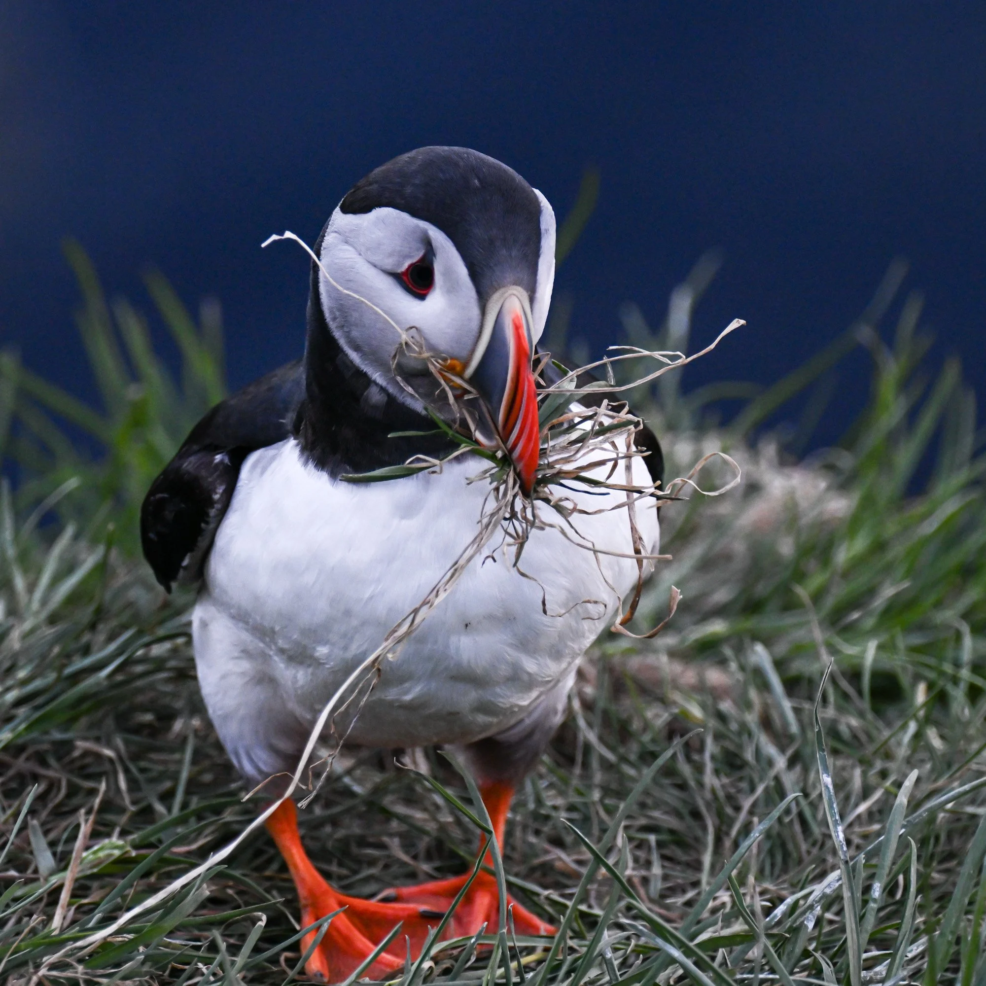 Atlantic Puffin