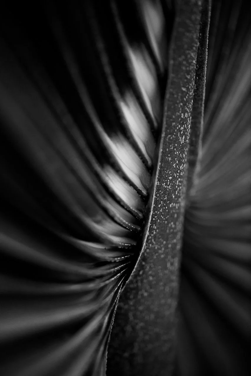 Dwarf Palmetto