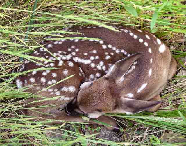 Fawn - Val Bugh