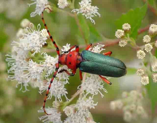 Flower Longhorn Beetle - Val Bugh