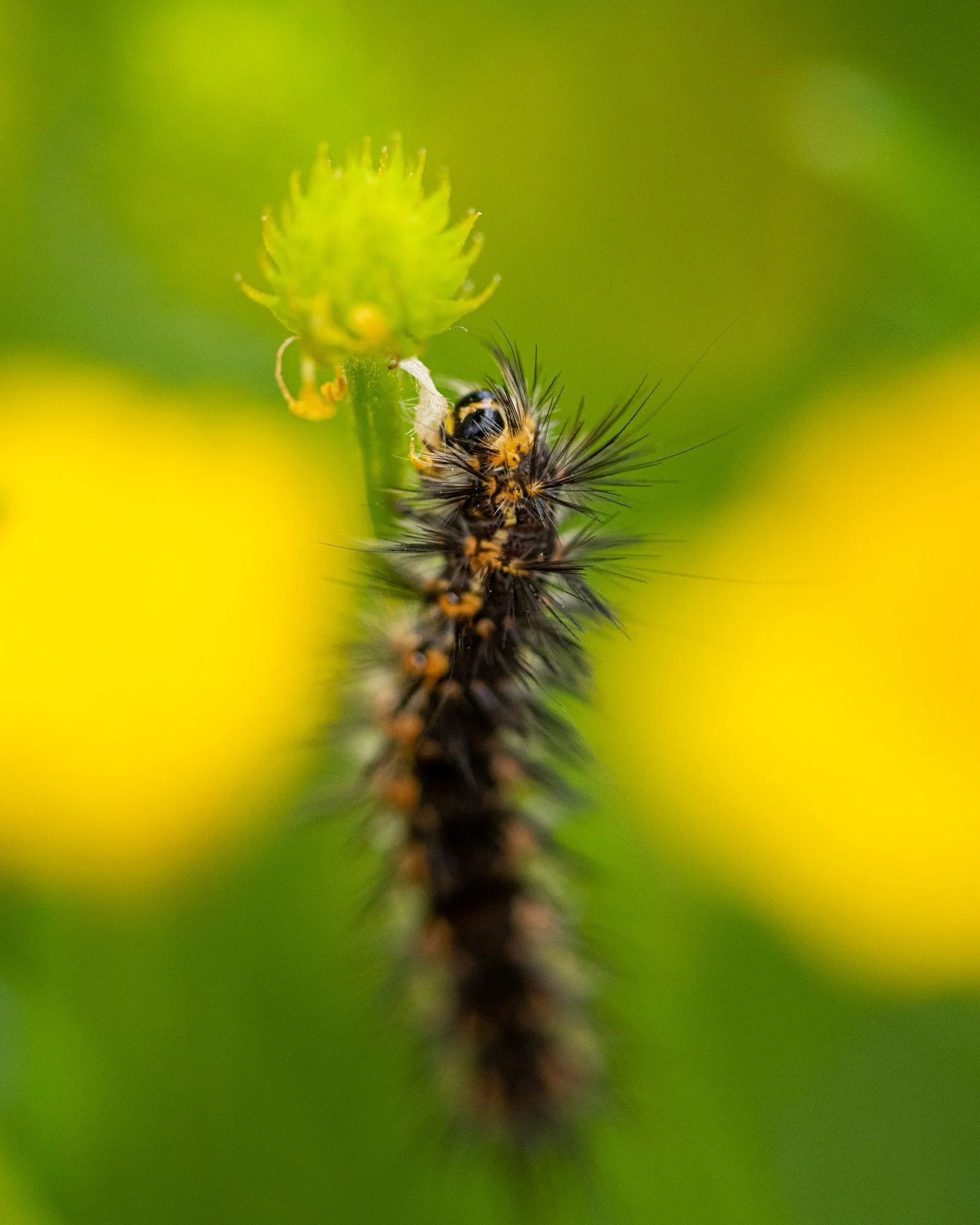 Salt Marsh Moth Catepillar