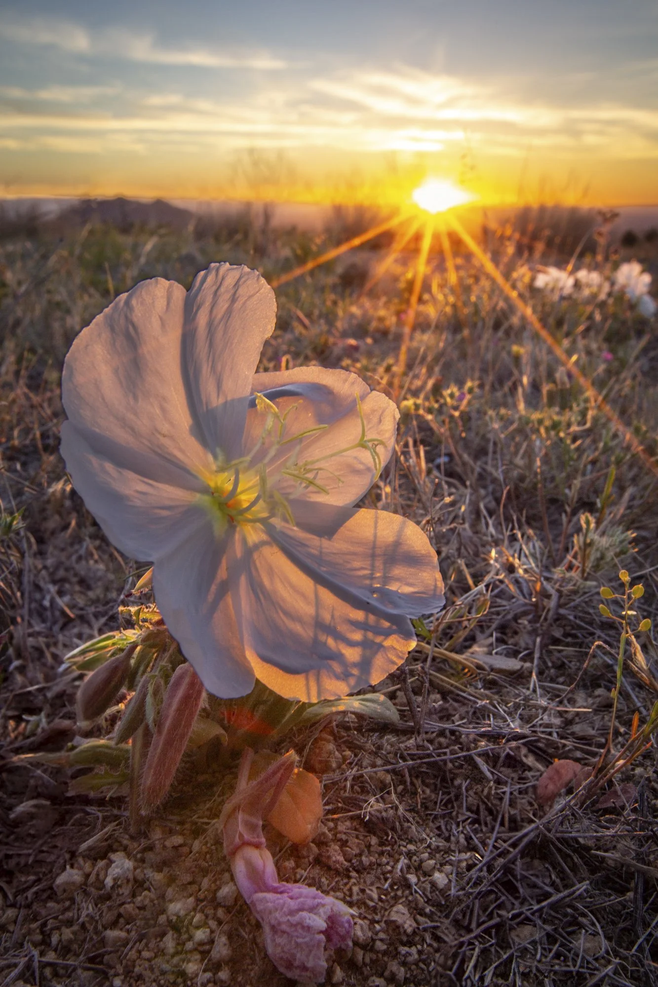 Primrose (Christina Selby)