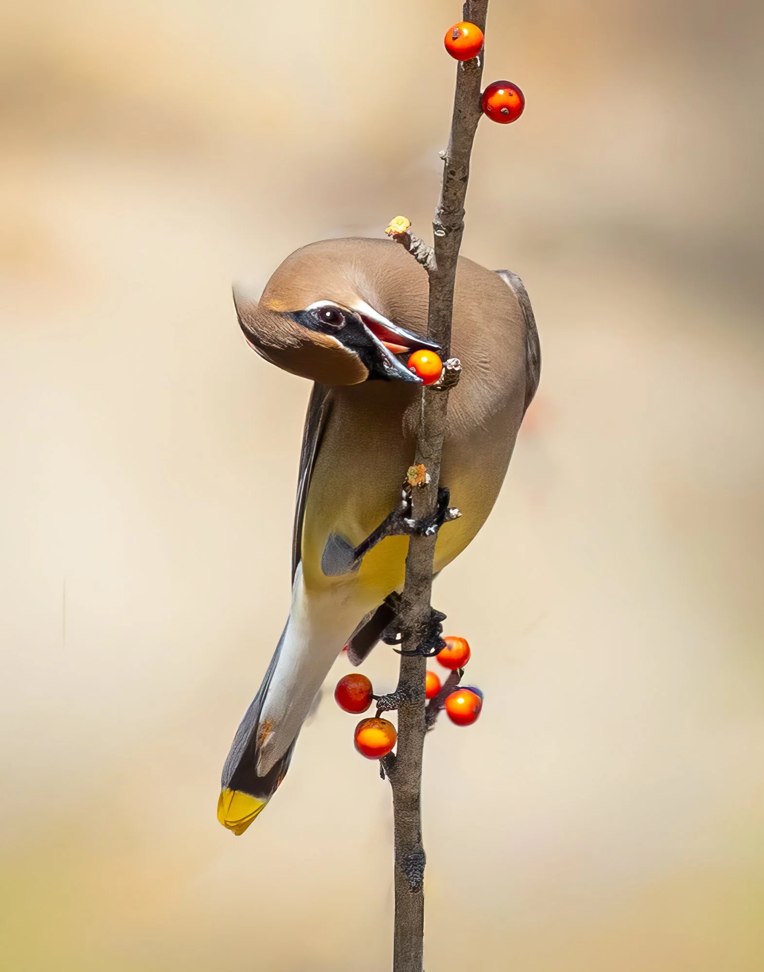Cedar Waxwing - Yvonne Karnath