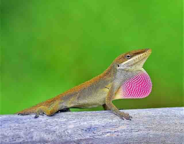 Green Anole - Joe Fernandes