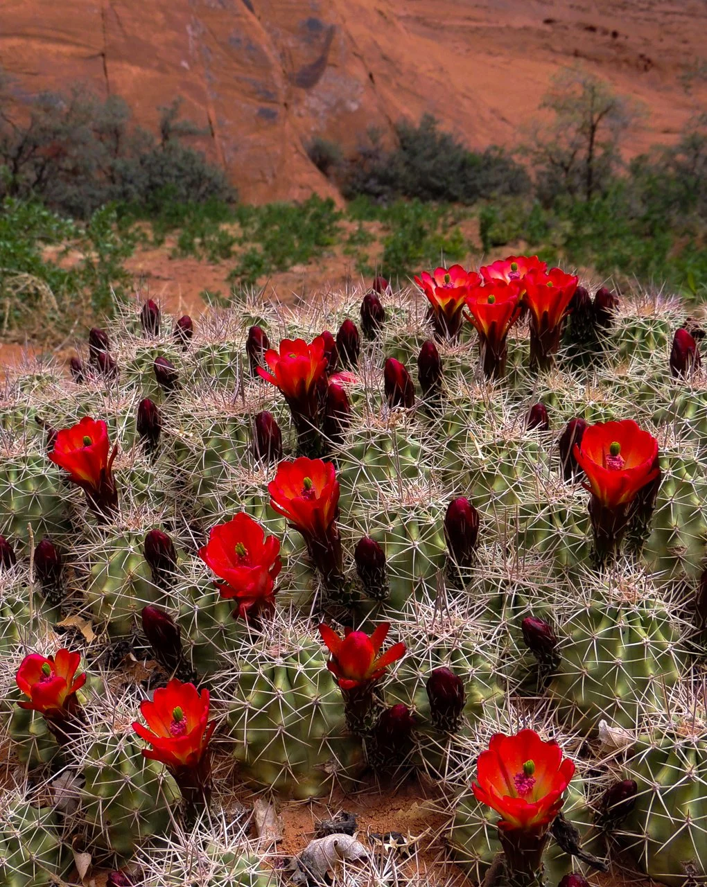 Claret Cup Cactus