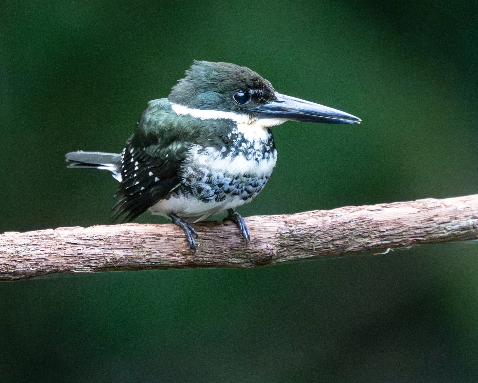 KIngfisher (David Cook)