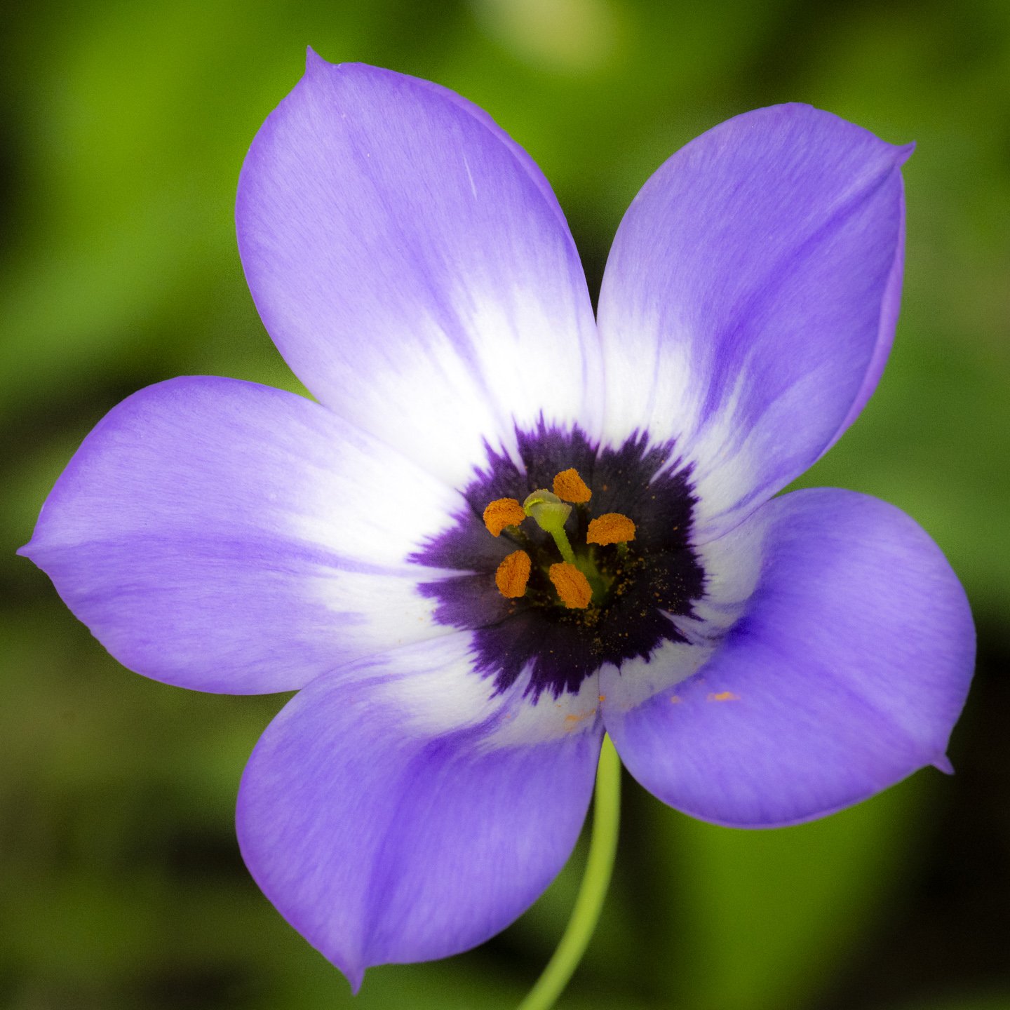 Bluebell (David Cook)