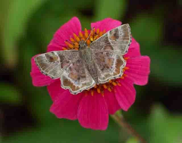 Texas Powdered Skipper - Val Bugh
